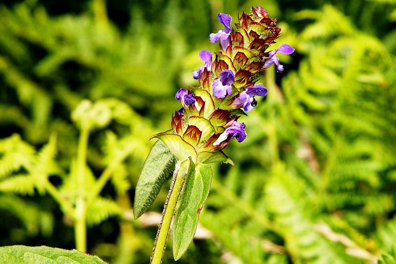 Prunella vulgaris
